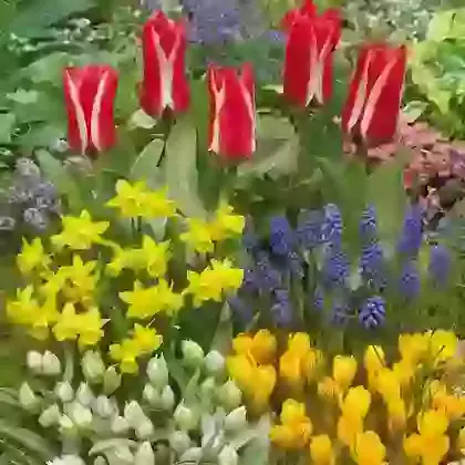 Flower Border Collections